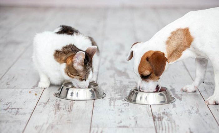 Kriteria Makanan Sehat untuk Anjing dan Kucing