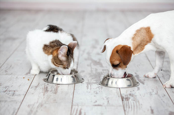 Kriteria Makanan Sehat untuk Anjing dan Kucing