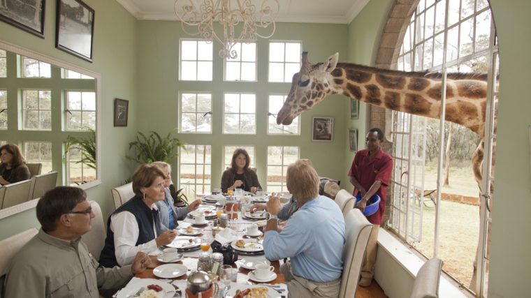 Giraffe Manor: Penginapan Eksklusif dengan Pengalaman Bertemu Jerapah yang Seru di Nairobi, Kenya