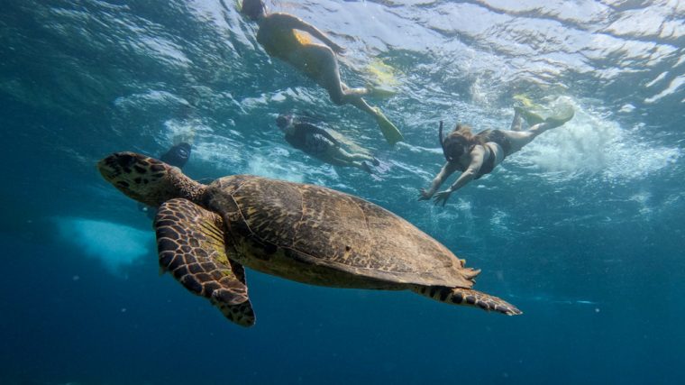 Paket Wisata Lombok, Rekomendasi Terbaik untuk Pecinta Snorkeling