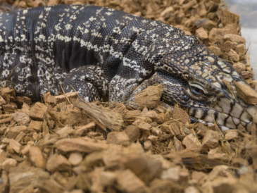 alas kandang reptil berkualitas