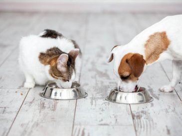 Kriteria Makanan Sehat untuk Anjing dan Kucing