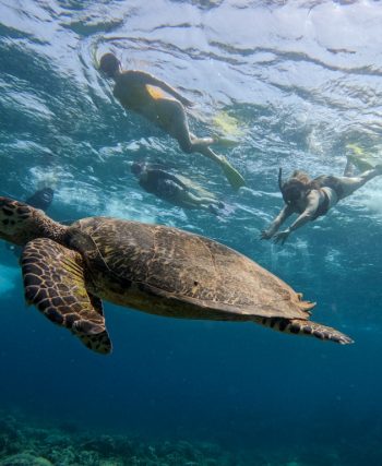 Paket Wisata Lombok, Rekomendasi Terbaik untuk Pecinta Snorkeling