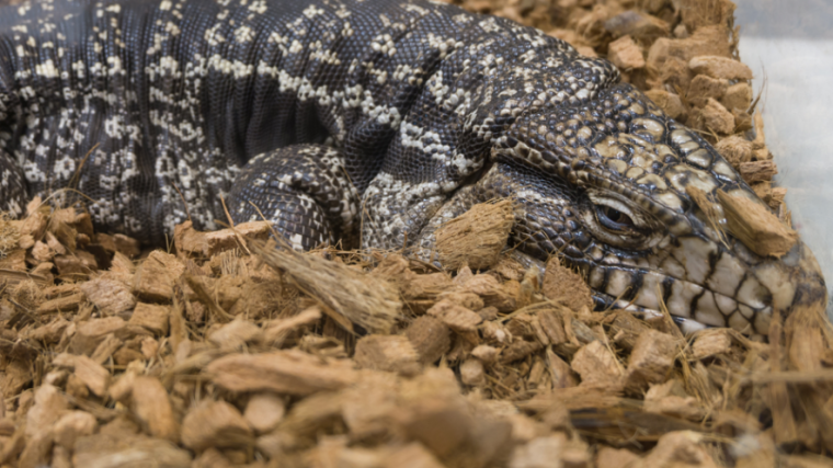 alas kandang reptil berkualitas