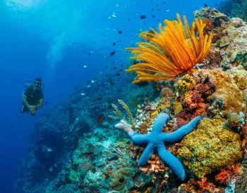 tempat diving di Taman Nasional Bunaken