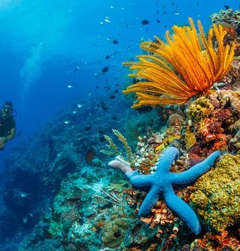 tempat diving di Taman Nasional Bunaken