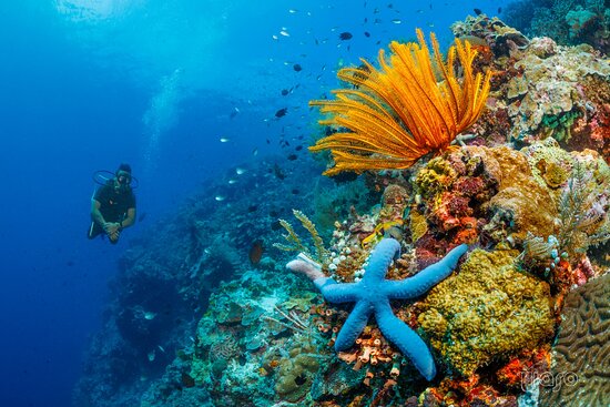 tempat diving di Taman Nasional Bunaken